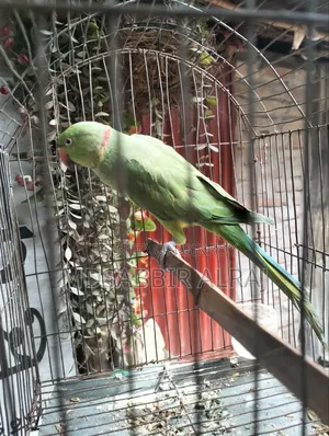 Male Ringneck Parrot