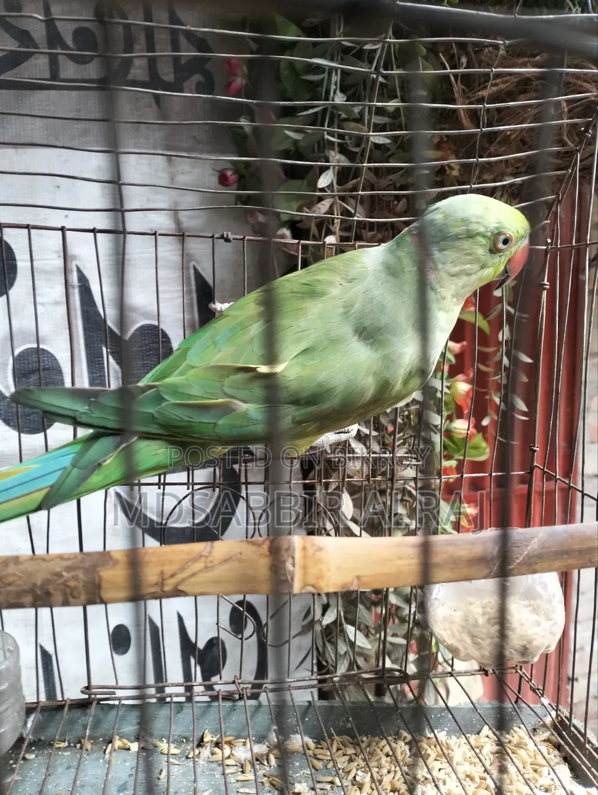 Male Ringneck Parrot
