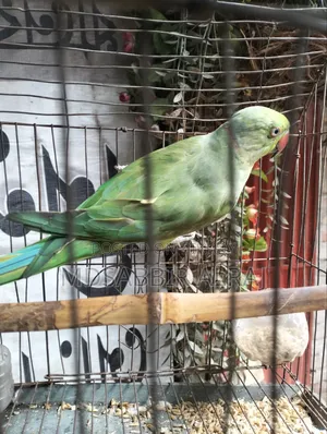 Male Ringneck Parrot