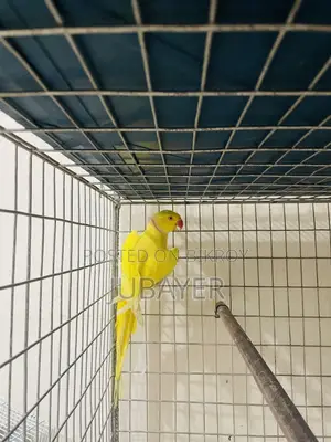 লুটিনো রিংনেক মেল