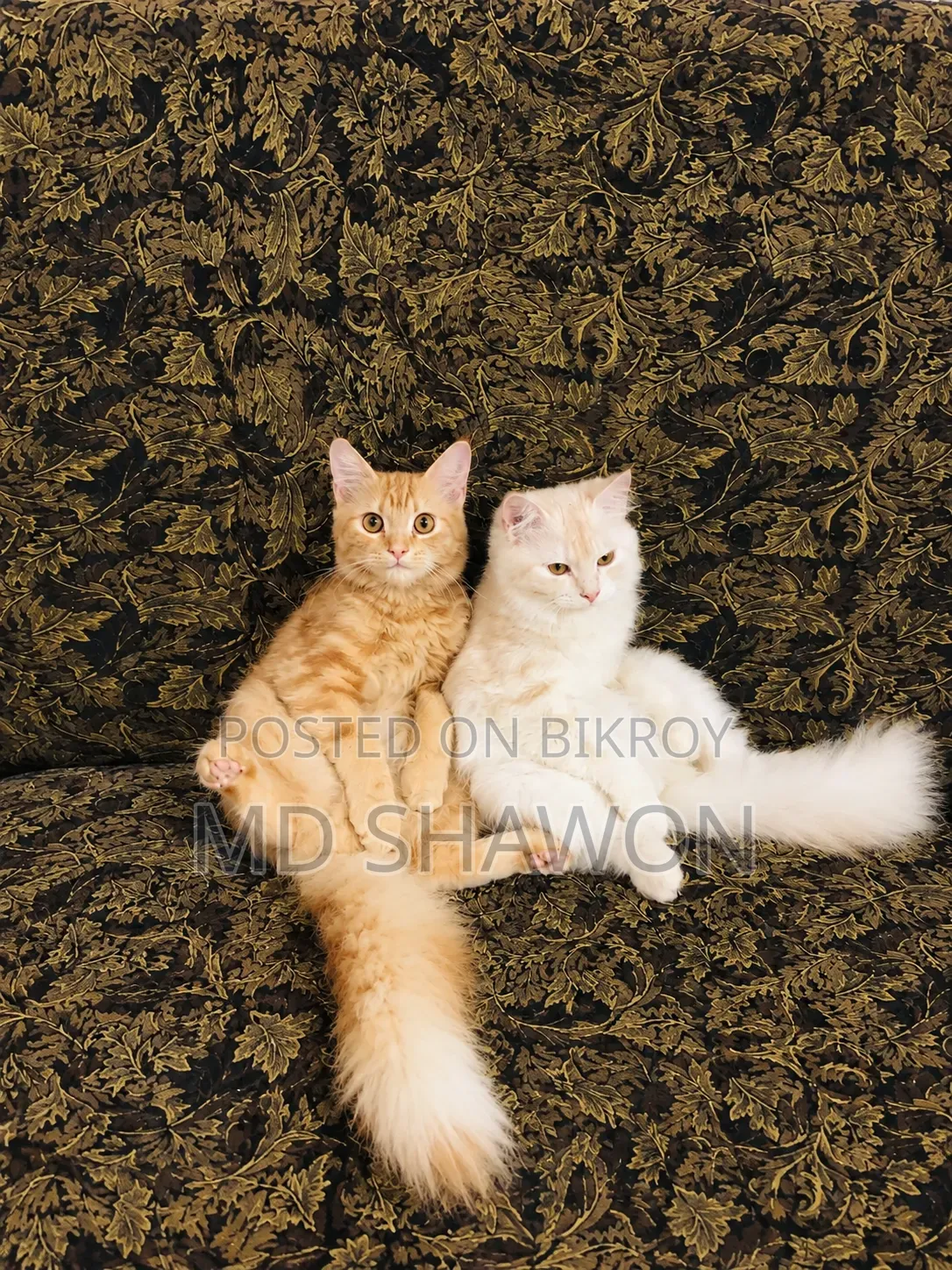 6-12 months Female Purebred Persian