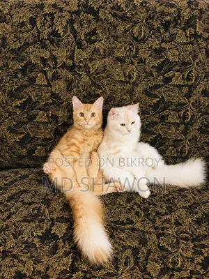 6-12 months Female Purebred Persian