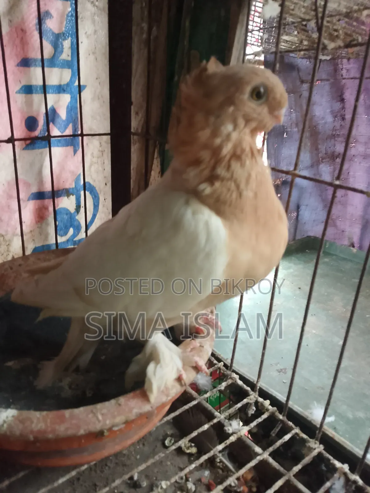 ওরিয়েন্টাল কবুত