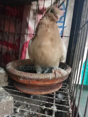 ওরিয়েন্টাল কবুত
