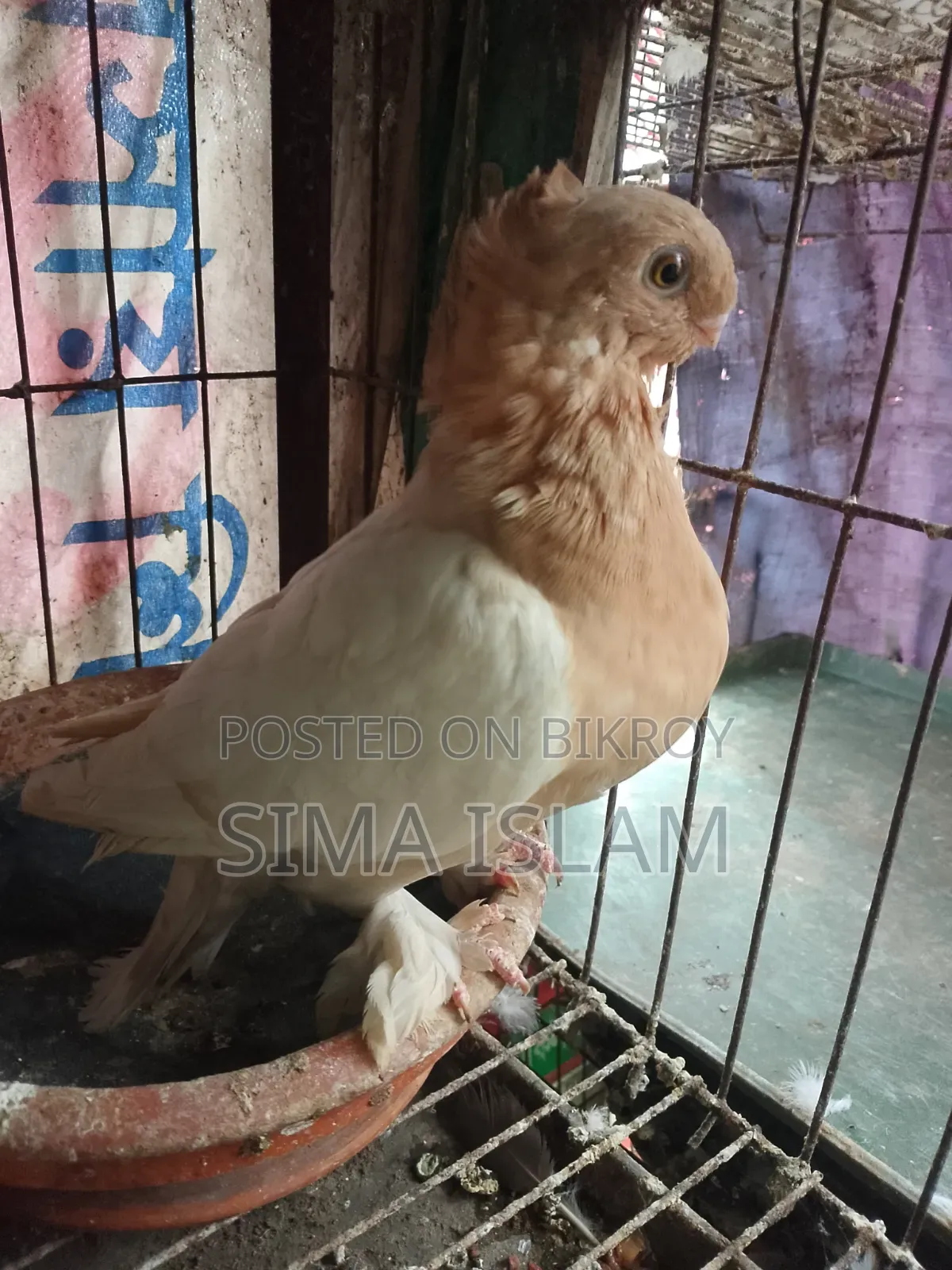 ওরিয়েন্টাল কবুত