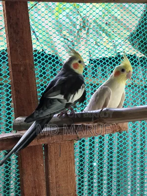 Cockatiels For Sale