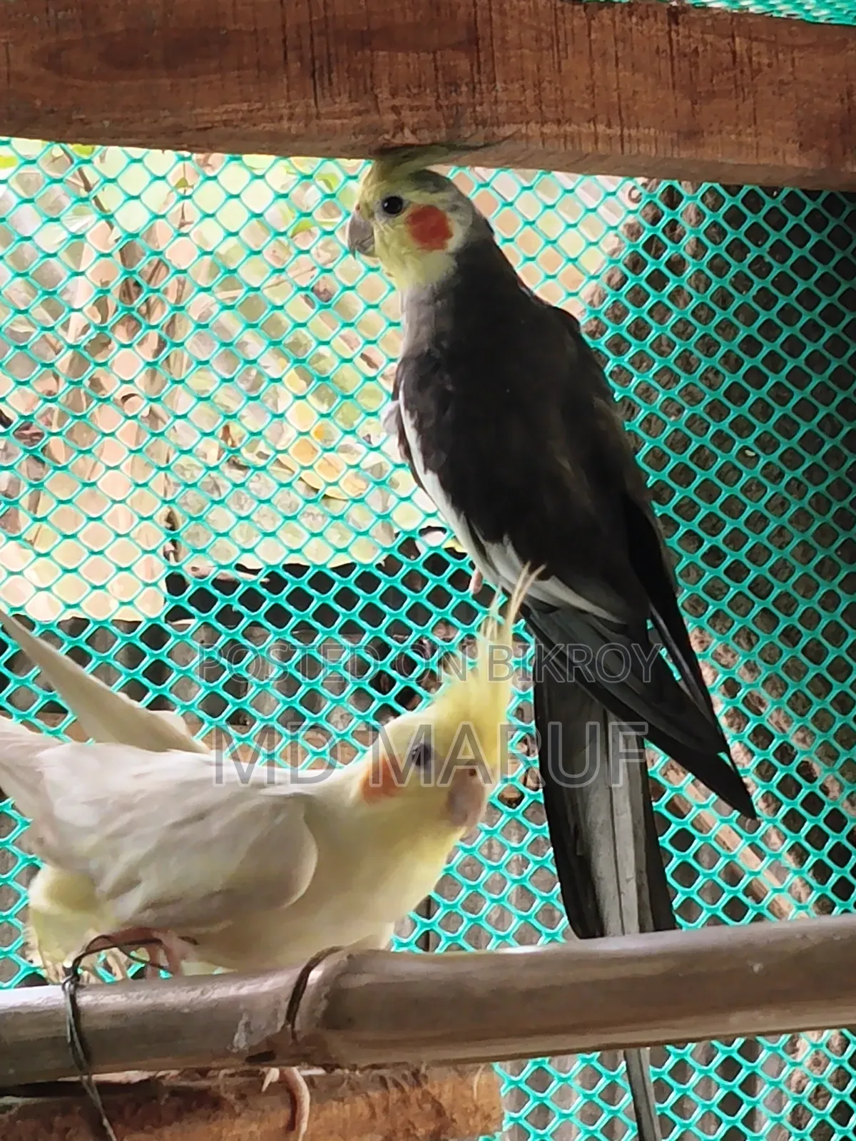 Cockatiels For Sale