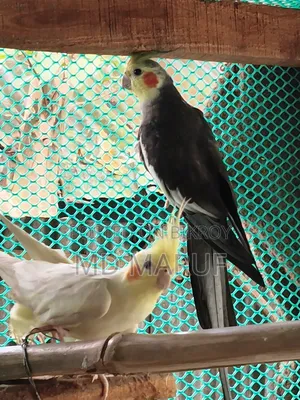 Cockatiels For Sale