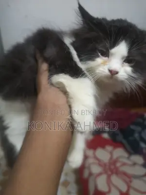 1-3 months Female Purebred Persian