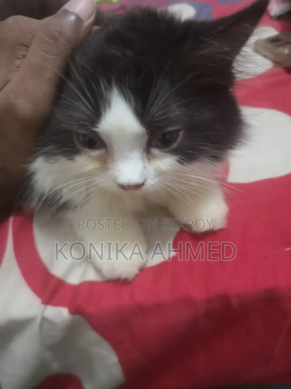 1-3 months Female Purebred Persian