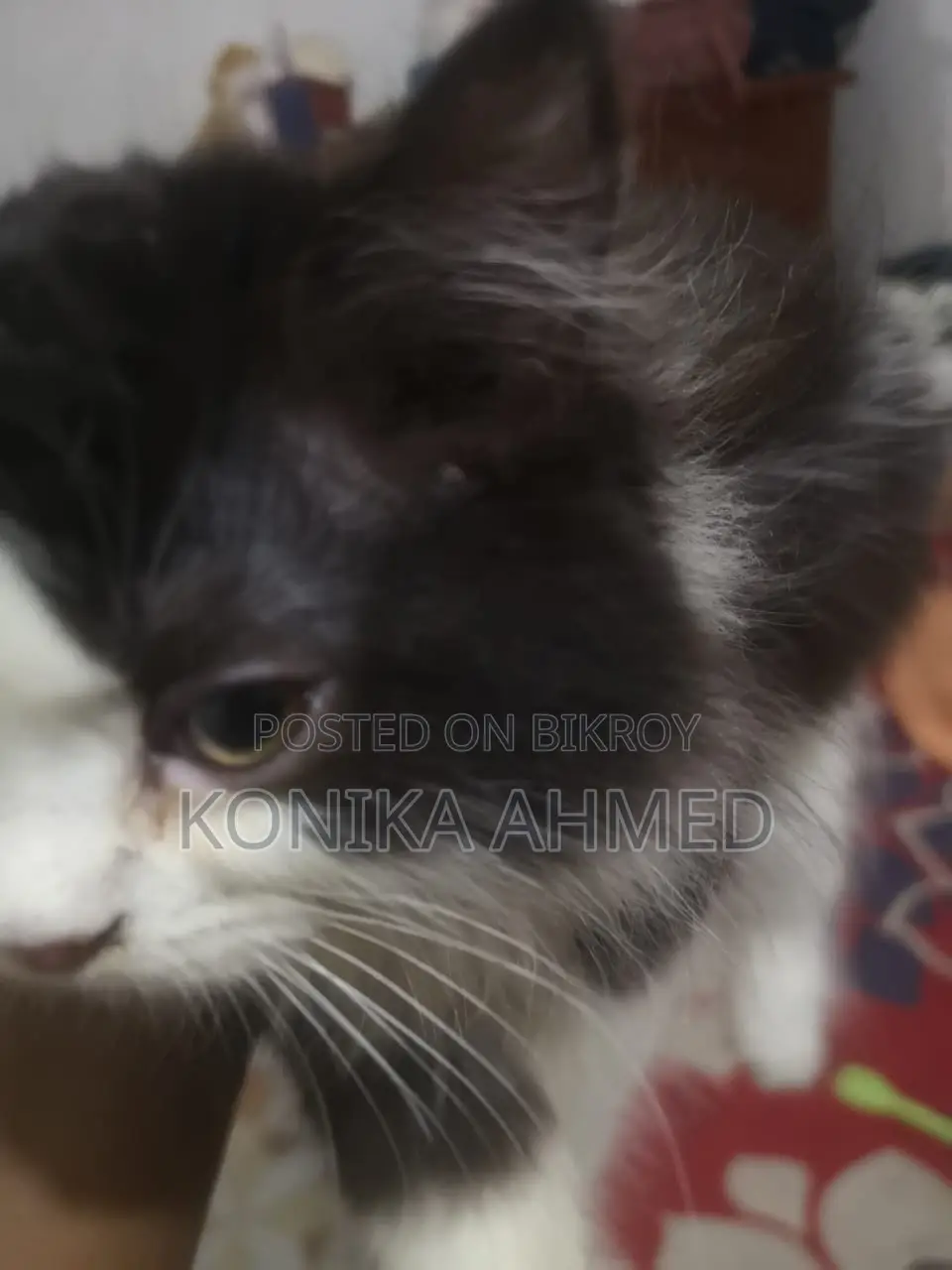1-3 months Female Purebred Persian