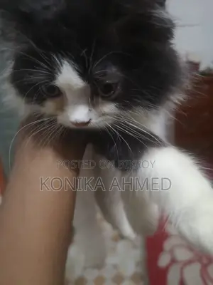 1-3 months Female Purebred Persian
