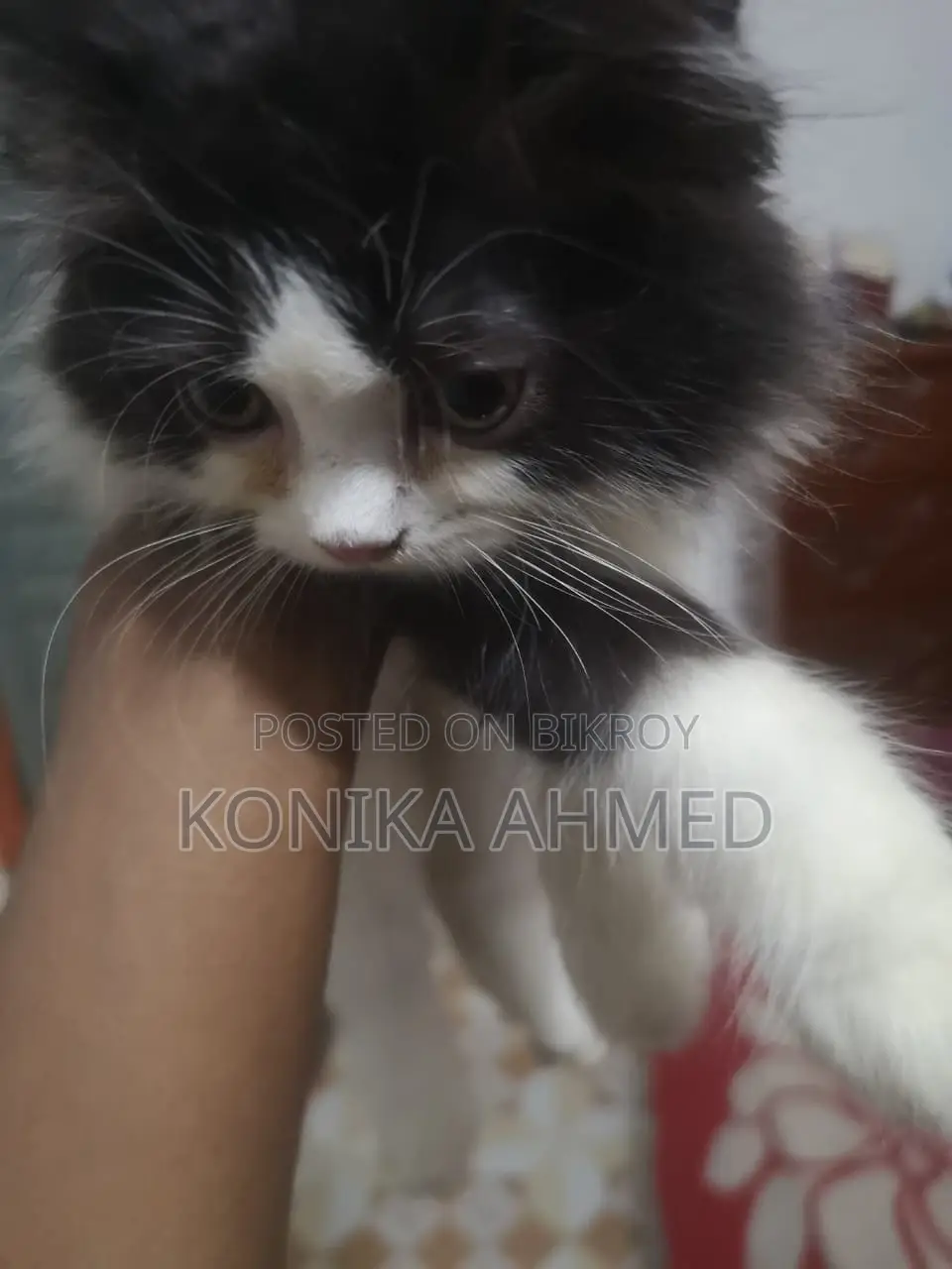 1-3 months Female Purebred Persian