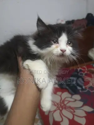 1-3 months Female Purebred Persian