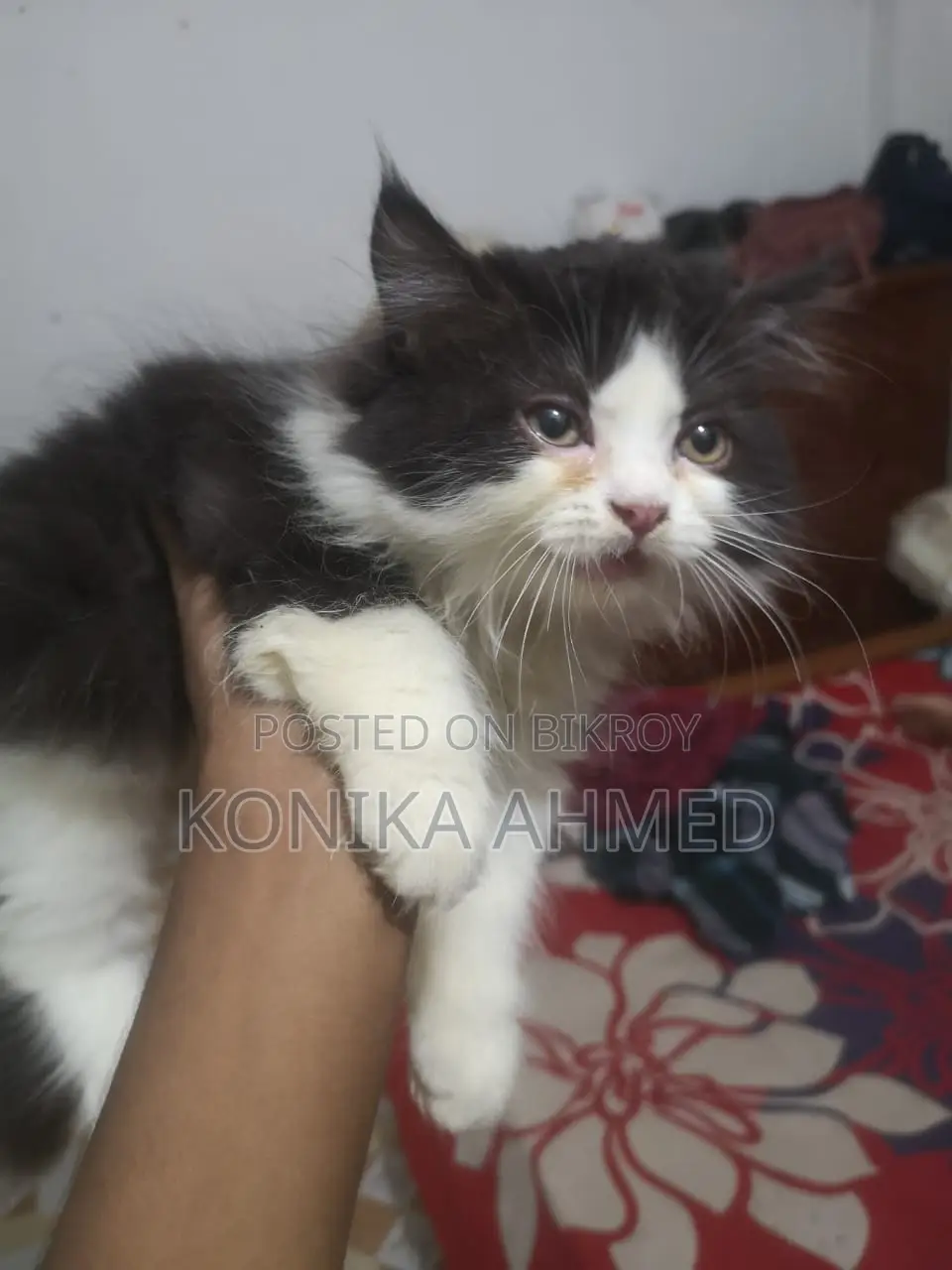 1-3 months Female Purebred Persian