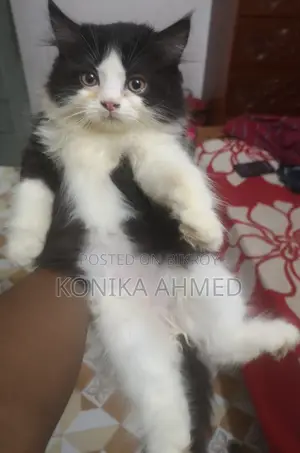 1-3 months Female Purebred Persian
