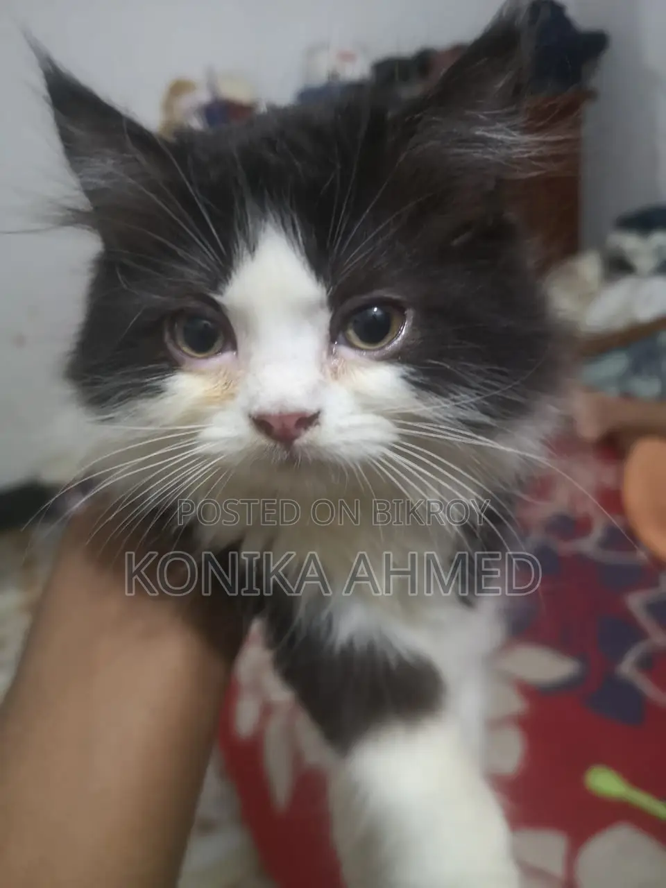 1-3 months Female Purebred Persian