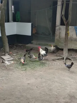 Running Fayemi Chicken