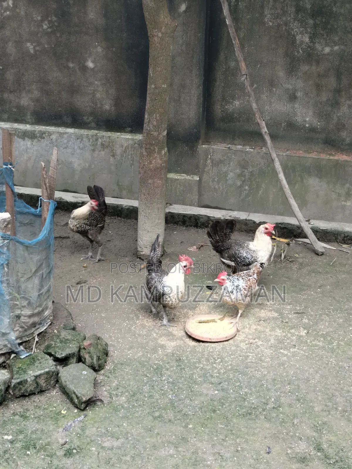 Running Fayemi Chicken