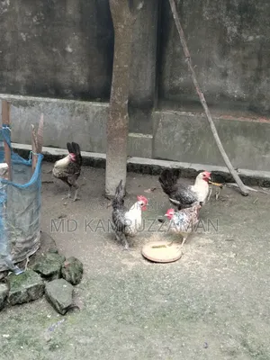Running Fayemi Chicken