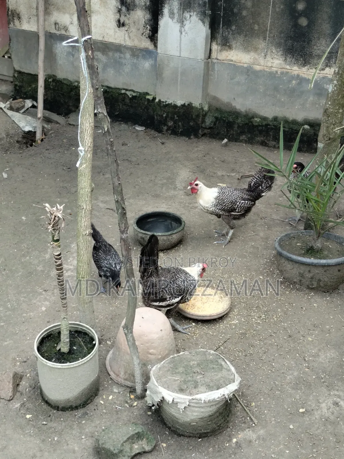 Running Fayemi Chicken