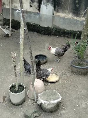 Running Fayemi Chicken