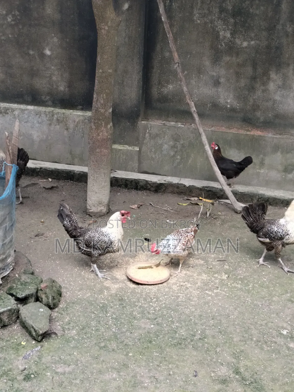 Running Fayemi Chicken