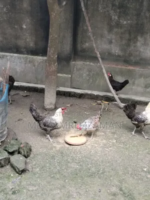 Running Fayemi Chicken