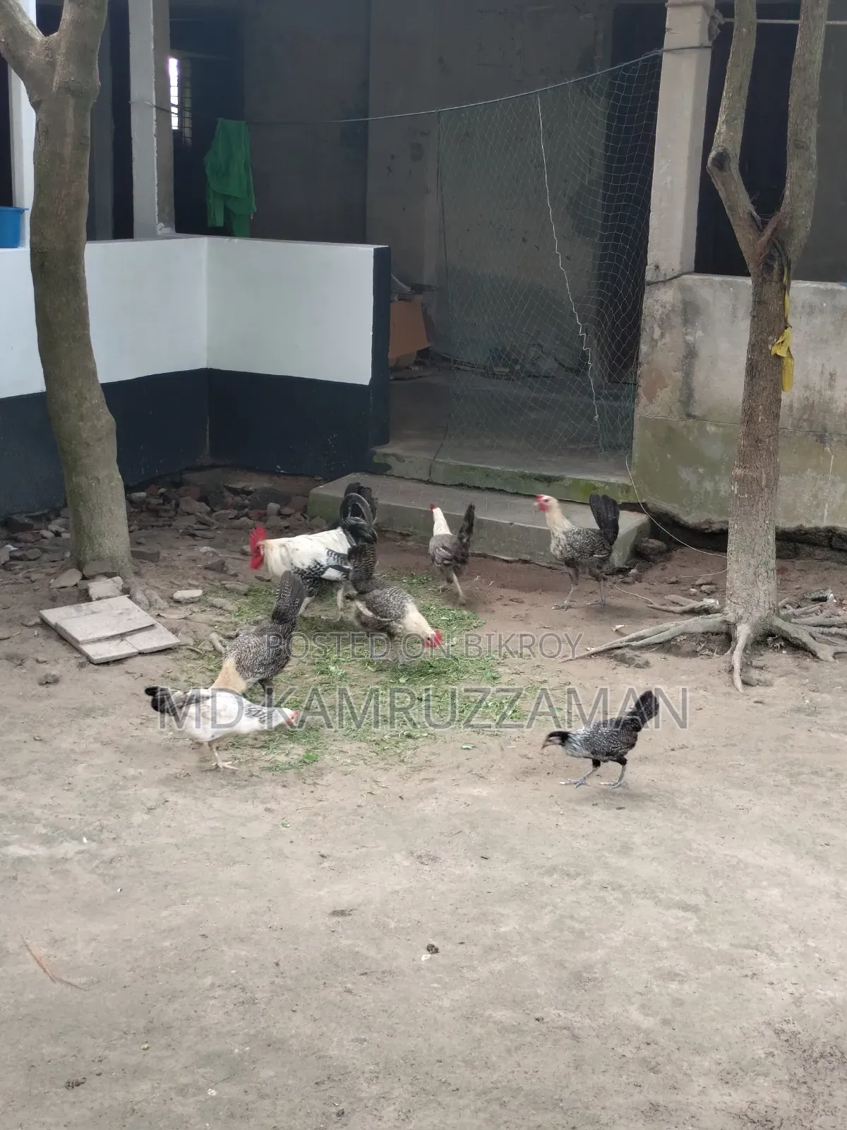 Running Fayemi Chicken