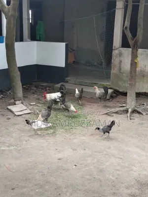 Running Fayemi Chicken