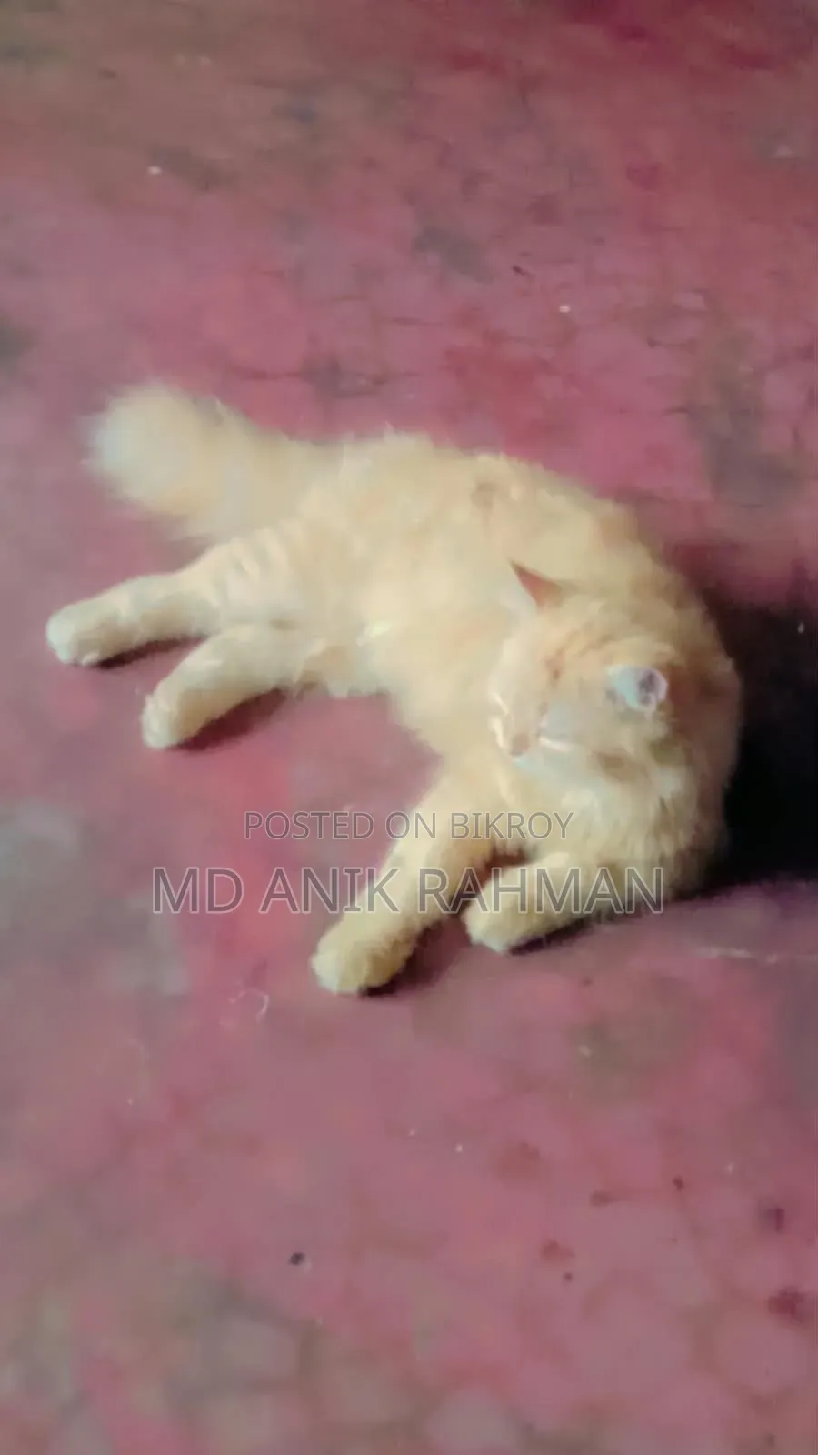 3-6 months Male Purebred Persian