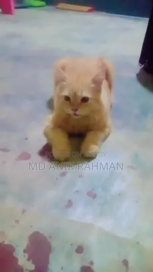 3-6 months Male Purebred Persian