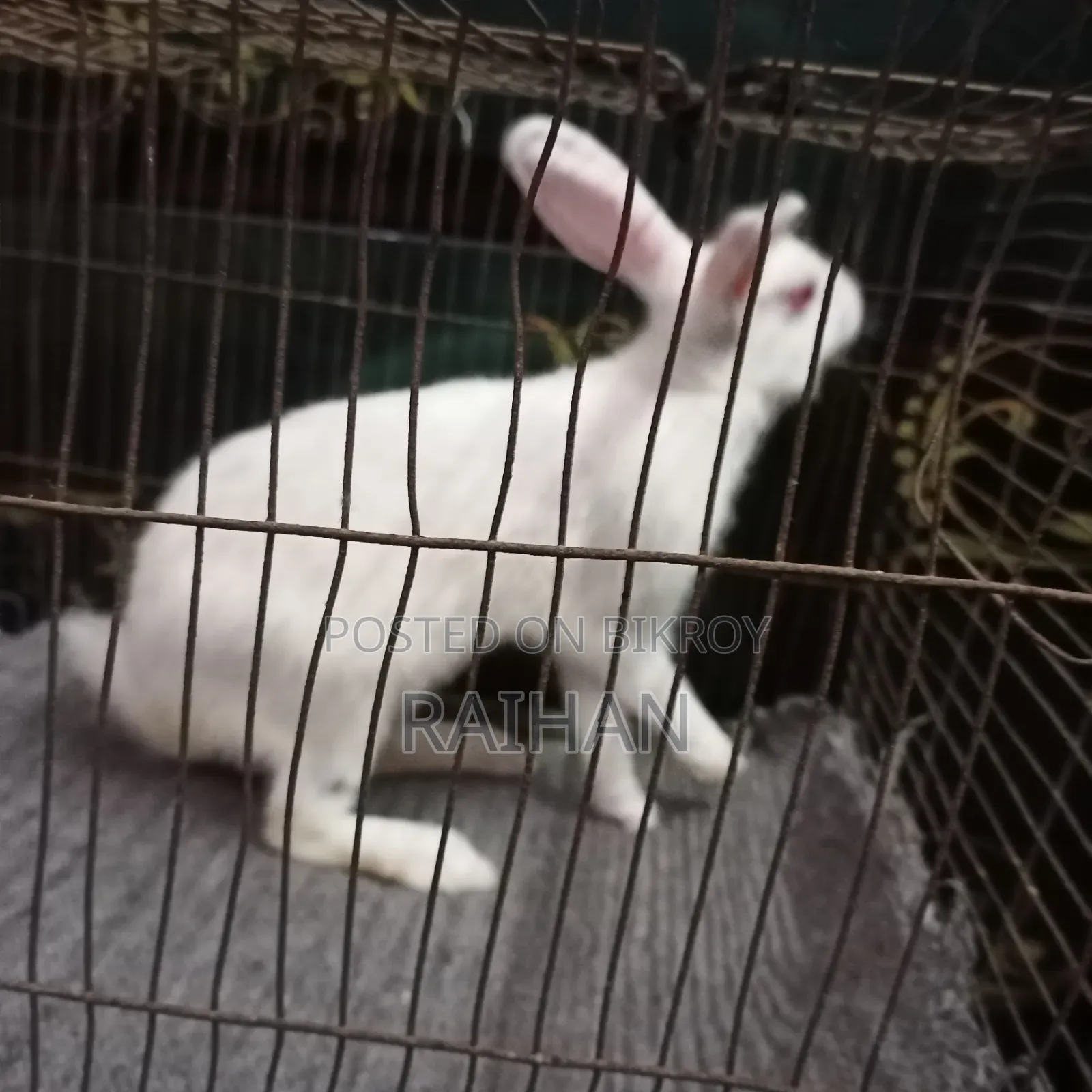 Adult Male Rabbits for Sale (3 pcs)