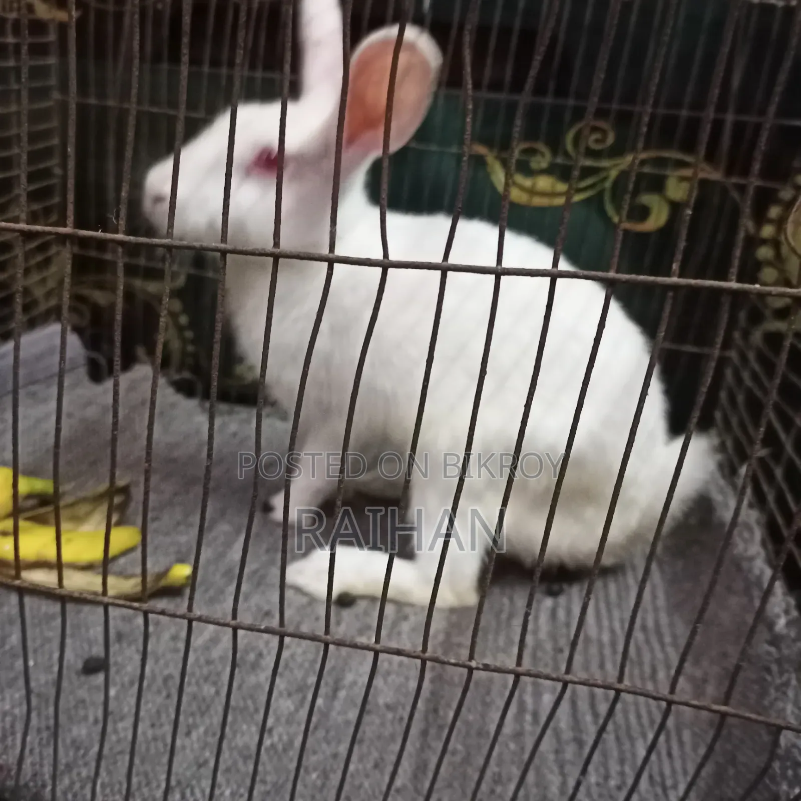 Adult Male Rabbits for Sale (3 pcs)
