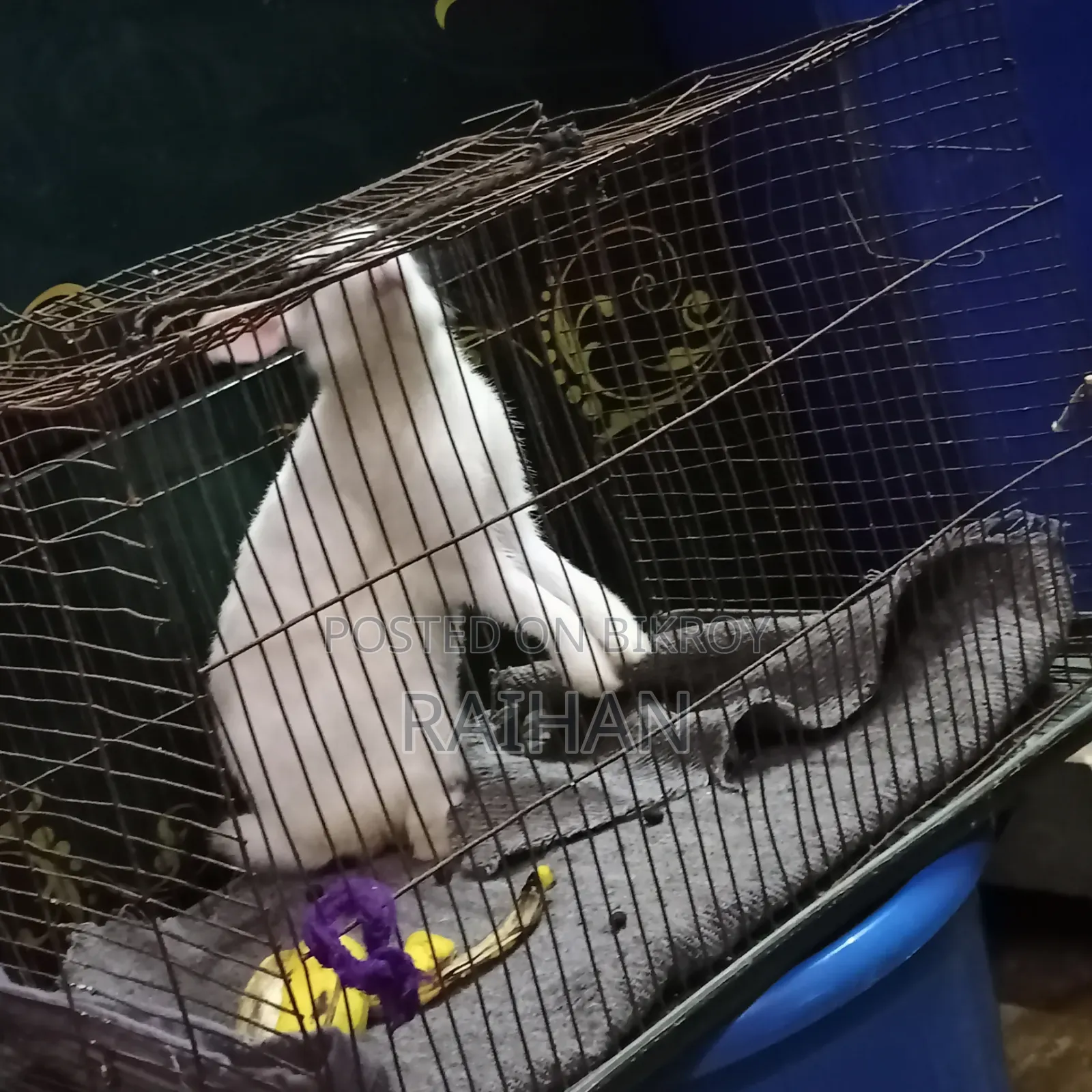 Adult Male Rabbits for Sale (3 pcs)