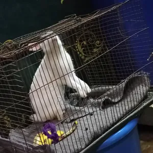 Adult Male Rabbits for Sale (3 pcs)