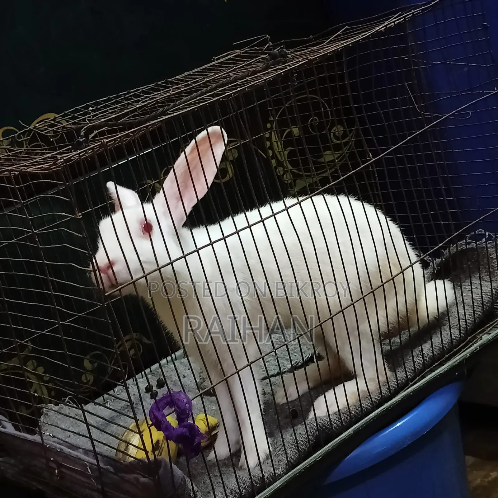 Adult Male Rabbits for Sale (3 pcs)