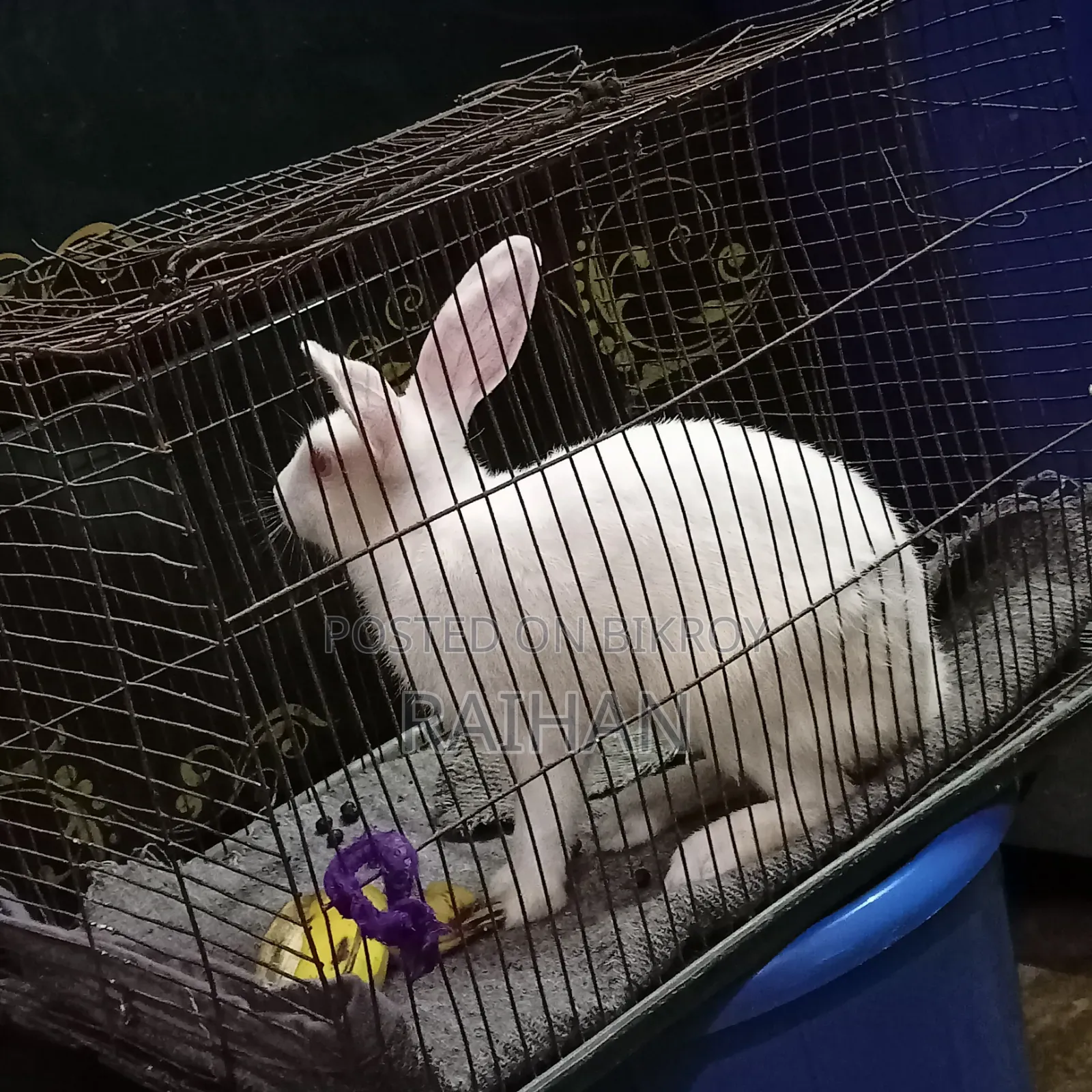 Adult Male Rabbits for Sale (3 pcs)