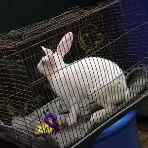 Adult Male Rabbits for Sale (3 pcs)