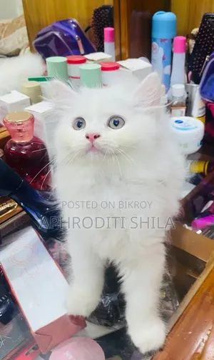 1-3 months Female Purebred Persian