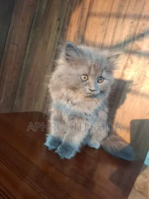 1-3 months Female Purebred Persian