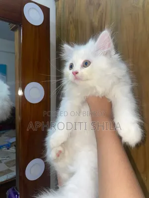 1-3 months Female Purebred Persian