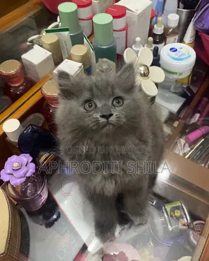 1-3 months Female Purebred Persian