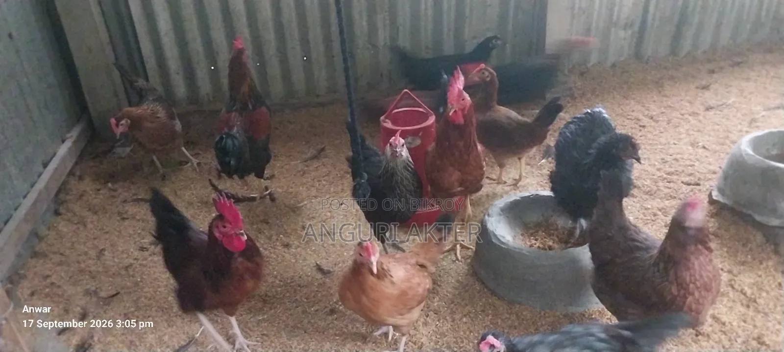 Desi Chicken