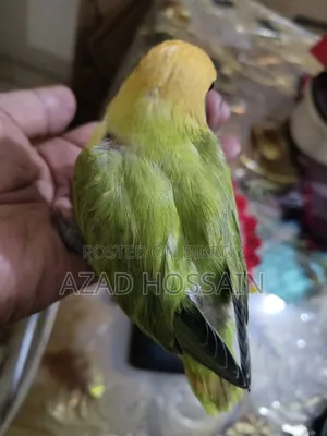 Lovebird Tamed