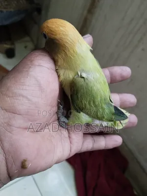Lovebird Tamed