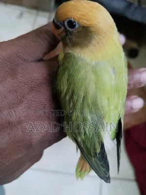 Lovebird Tamed