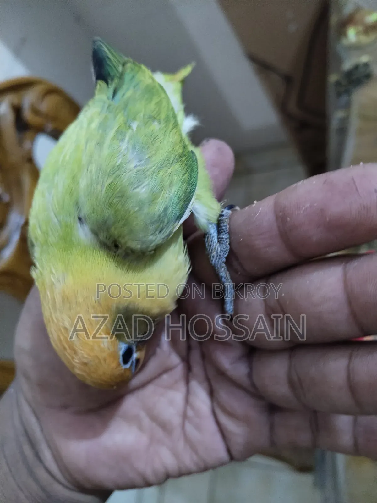 Lovebird Tamed