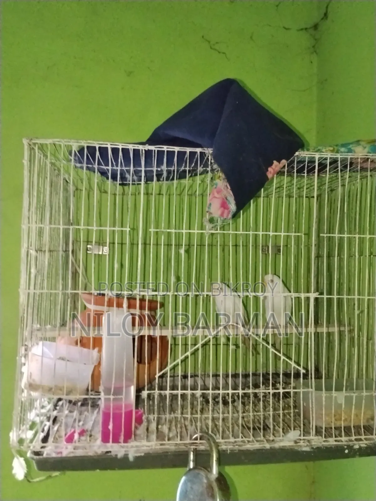 White Budgies