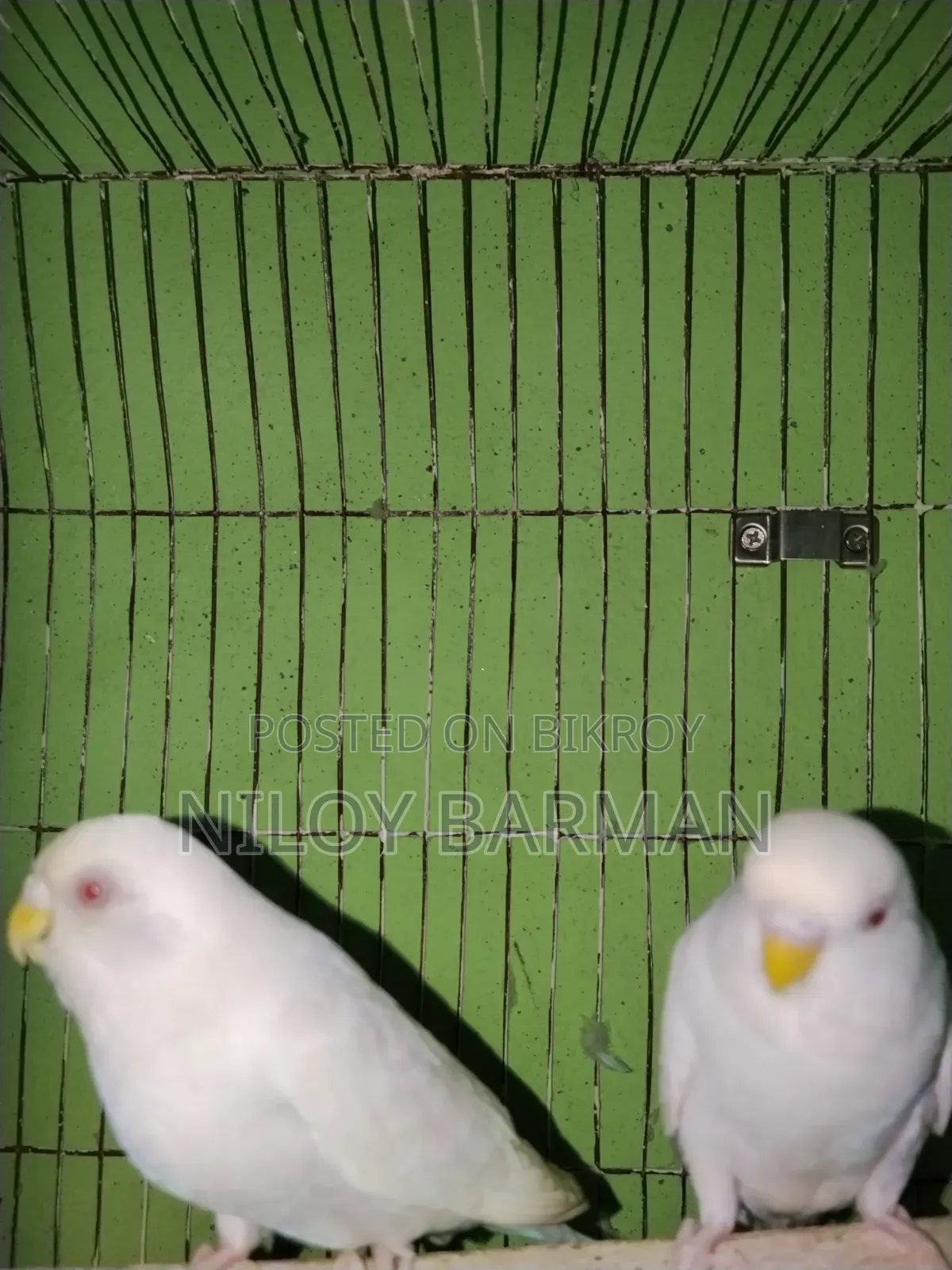 White Budgies
